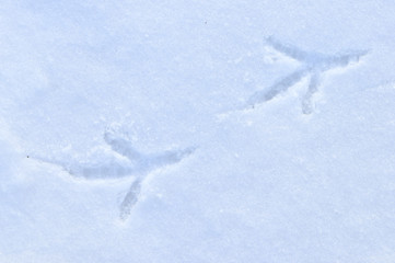 Empreinte de corvidé ( corneille ou grand corbeau) dans la neige