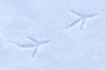 Empreinte de corvidé ( corneille ou grand corbeau) dans la neige © Alonbou
