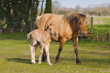 Fototapeta premium Jument Henson et son poulain dans le Marquenterre en Baie de Som