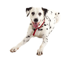 seated female dalmatian