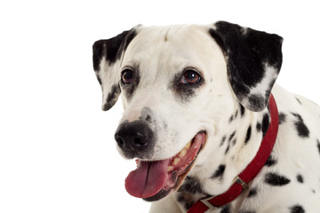 Dalmatian puppy portrait