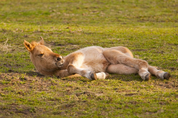 Jument Henson et son poulain dans le Marquenterre en Baie de Som