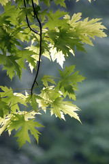 Maple branch