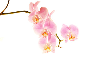 Naklejka premium Orchid