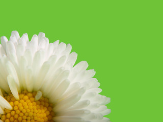 Bellis