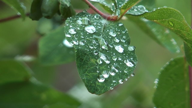 Rain drops on green leaf of a bush.