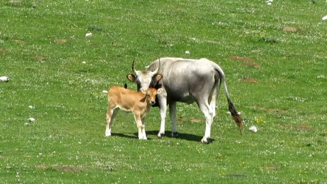 Calf and Cow