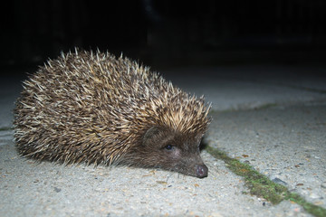 European hedgehog, Budapest, Hungary