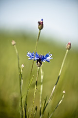 Kornblume