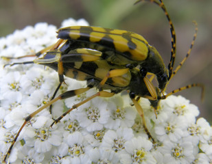 bug on a flower