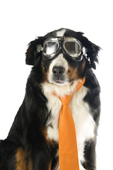 dog with orange tie and motorbike glasses