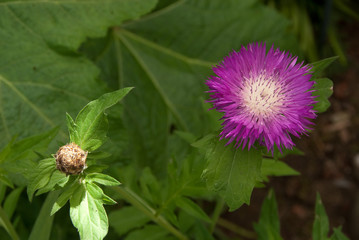 Blüte und Knospe der Zweifarbigen Flockenblume, Centaurea dealba