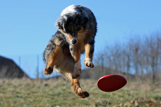 Berger australien en plein saut pour attraper un freesbee