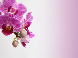 Fototapeten Orchideen © pixelkorn