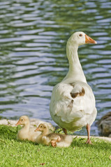 Familia de ocas