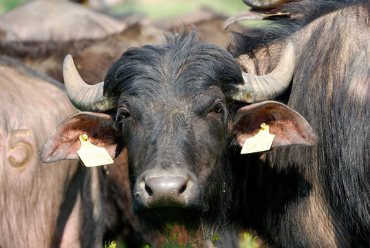 Water buffalo herd, Hortobagy National Park, Hungary