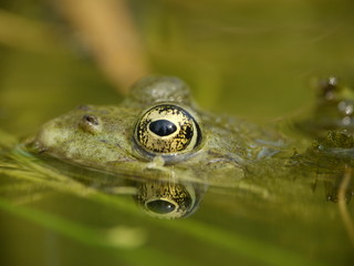 petite grenouille