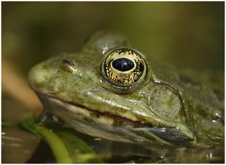 yeux de grenouille