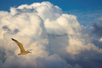 seagull over dramatic clouds