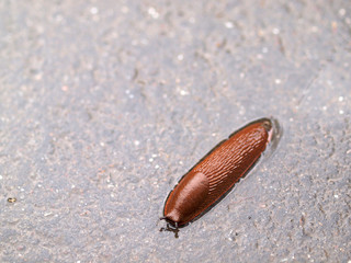 Rote Wegschnecke