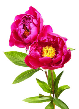 Fototapeta garden peony flowers