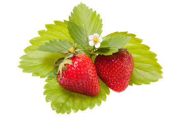 berries of the strawberries