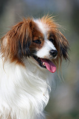 portrait de l'épagneul phalène de trois-quart au soleil