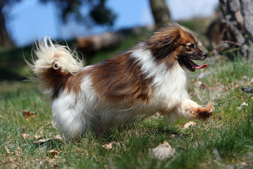 épagneul phalène nain en entier courant de profil