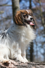 épagneul phalène assis tirant la langue