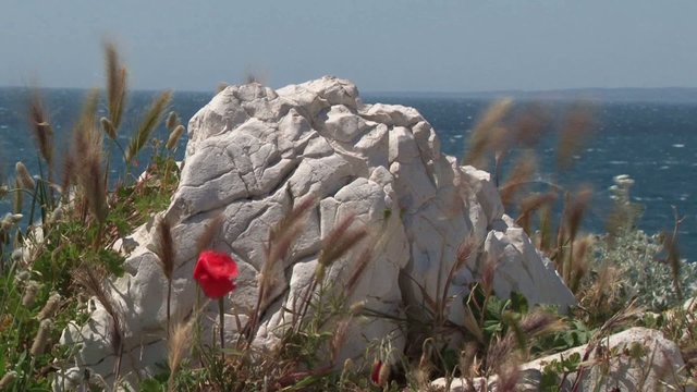coquelicot