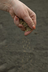 Sowing of seed in earth.