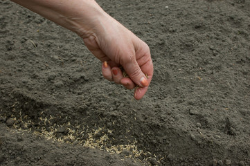 Sowing of seed in earth.