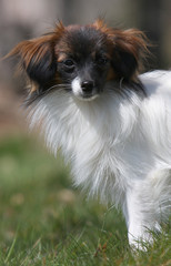 portrait de l'épagneul phalène la tête de face au soleil