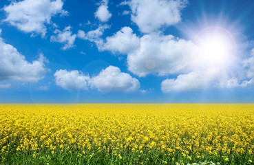 summer landscape