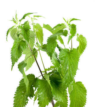 ortiche