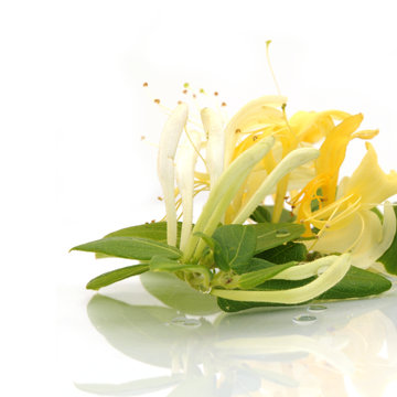 Fleurs de ch&egrave;vrefeuille