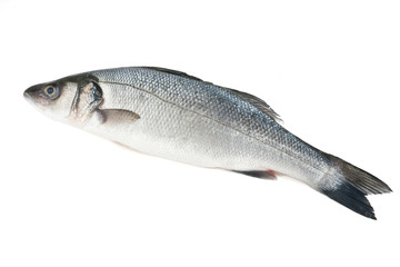 sea bass isolated