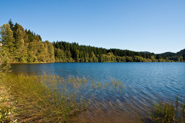 Evergreens Around Peaceful Lake