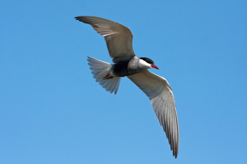 whiskered tern ( Chlidonias hybrida ) in flight
