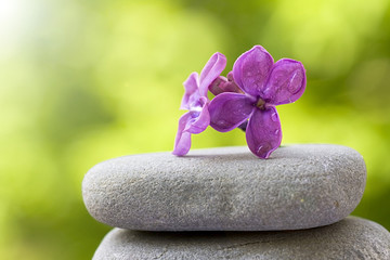Flower balanced on stones
