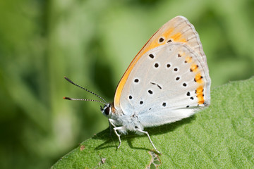 Lycaena (Chrysophanus) dispar rutilus (female)