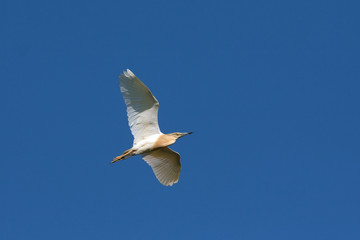 squacco heron / Ardeola ralloides