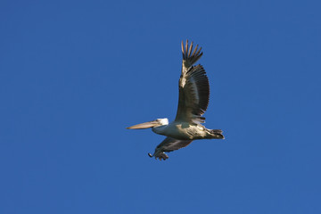 pelican (Pelecanus crispus) flying against the blue sky