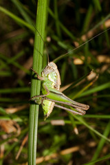a green grasshopper on the grass