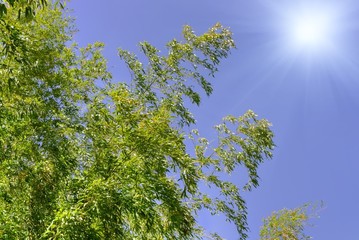 Bamboo and bright sunshine