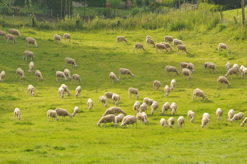 Schafherde auf einer Weide 1