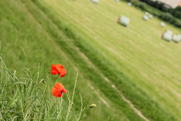 Two red poppies