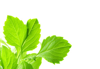 Fototapeta premium Green leafs isolated on white