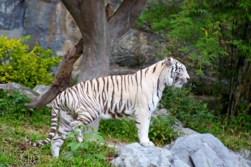 Naklejka premium White Benagal Tiger