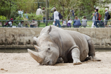 rhinocéros